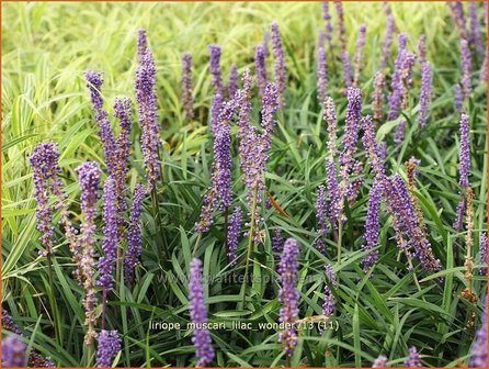 Liriope muscari &#039;Lilac Wonder&#039; | Leliegras