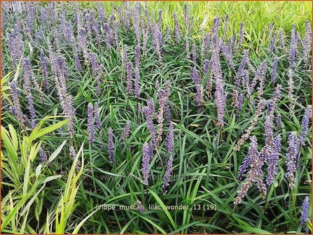 Liriope muscari &#039;Lilac Wonder&#039; | Leliegras