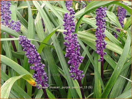 Liriope muscari &#039;Purple Passion&#039; | Leliegras