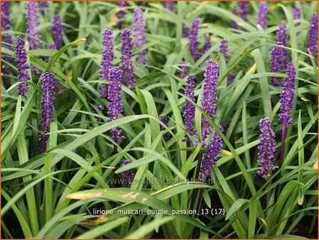 Liriope muscari &#039;Purple Passion&#039; | Leliegras