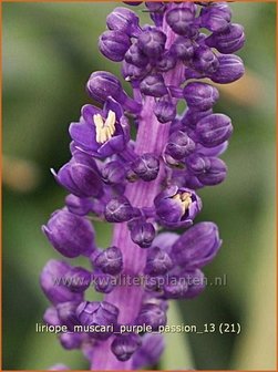 Liriope muscari &#039;Purple Passion&#039; | Leliegras