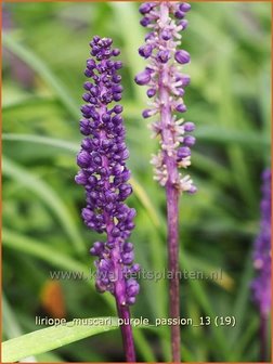 Liriope muscari &#039;Purple Passion&#039; | Leliegras