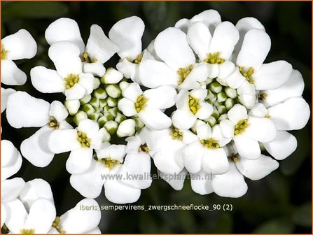 Iberis sempervirens &#039;Zwergschneeflocke&#039; | Scheefbloem, Scheefkelk