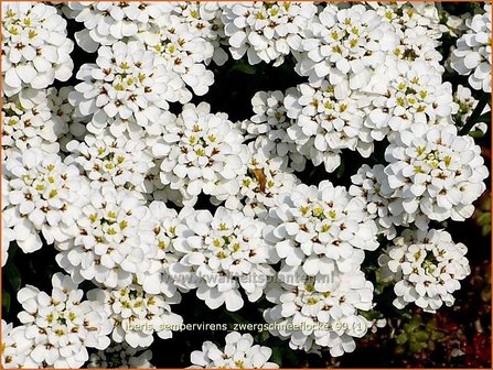 Iberis sempervirens &#039;Zwergschneeflocke&#039; | Scheefbloem, Scheefkelk