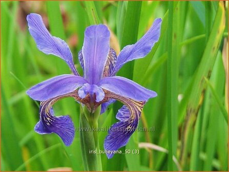 Iris bulleyana | Iris, Lis