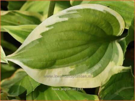 vHosta 'Pilgrim' | Hartlelie, Funkia
