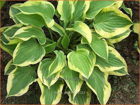 vHosta 'Pilgrim' | Hartlelie, Funkia