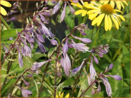 vHosta 'Pilgrim' | Hartlelie, Funkia