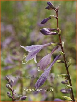 vHosta 'Pilgrim' | Hartlelie, Funkia