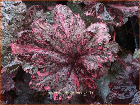 Heuchera 'Midnight Rose' | Purperklokje