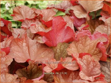 Heuchera &#039;Rio&#039; | Purperklokje