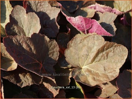 Heuchera &#039;XXL&#039; | Purperklokje