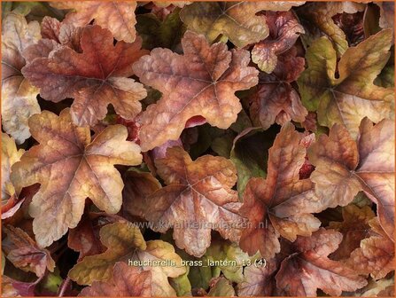 Heucherella 'Brass Lantern'