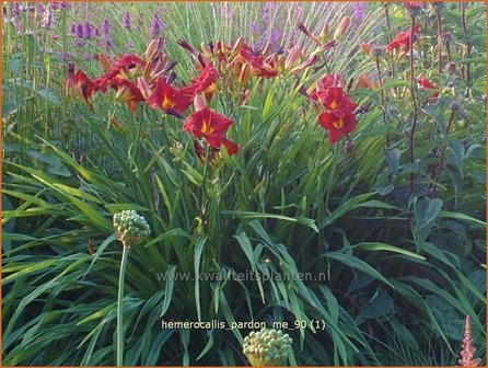 Hemerocallis &#039;Pardon Me&#039; | Daglelie