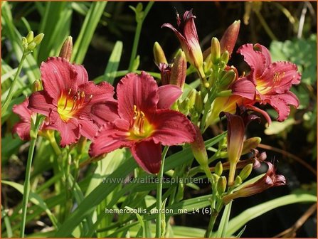 Hemerocallis &#039;Pardon Me&#039; | Daglelie