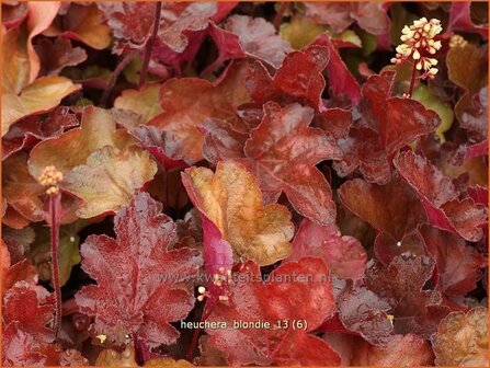 Heuchera 'Blondie' | Purperklokje
