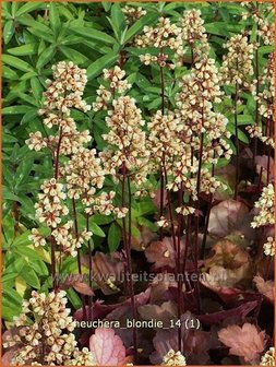Heuchera 'Blondie' | Purperklokje
