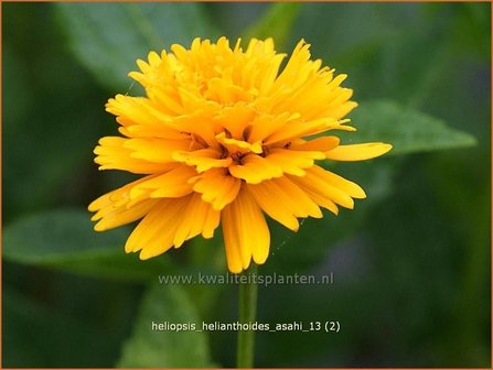 Heliopsis helianthoides &#039;Asahi&#039; | Zonneoog