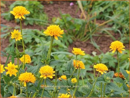 Heliopsis helianthoides &#039;Asahi&#039; | Zonneoog