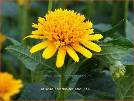 Heliopsis helianthoides &#039;Asahi&#039; | Zonneoog