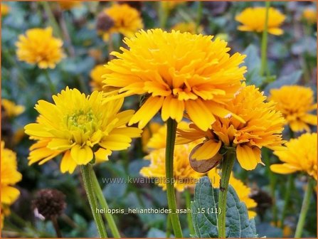 Heliopsis helianthoides &#039;Asahi&#039; | Zonneoog