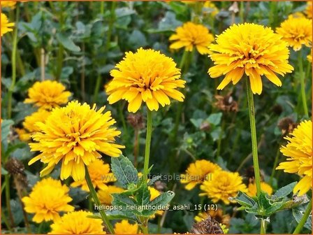 Heliopsis helianthoides &#039;Asahi&#039; | Zonneoog