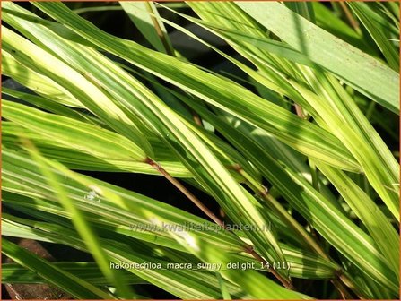 Hakonechloa macra &#039;Sunny Delight&#039; | Japans siergras