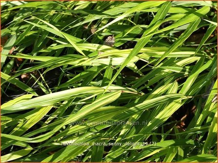 Hakonechloa macra &#039;Sunny Delight&#039; | Japans siergras