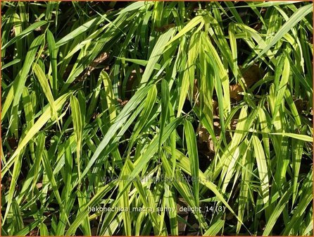 Hakonechloa macra &#039;Sunny Delight&#039; | Japans siergras