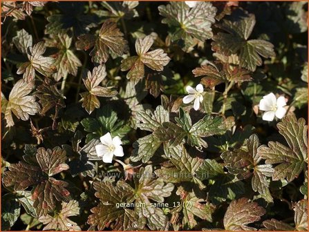 Geranium sessiliflorum &#039;Sanne&#039; | Ooievaarsbek