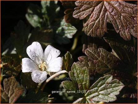 Geranium sessiliflorum &#039;Sanne&#039; | Ooievaarsbek