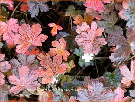 Geranium sessiliflorum &#039;Sanne&#039; | Ooievaarsbek, Tuingeranium