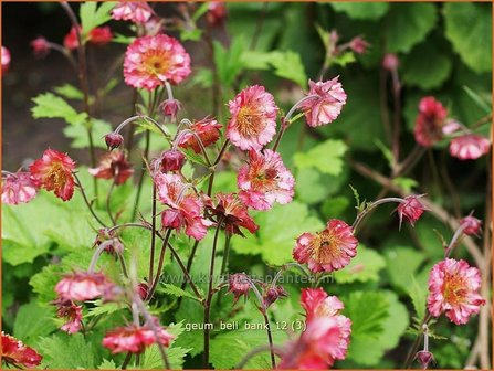 Geum &#039;Bell Bank&#039; | Nagelkruid