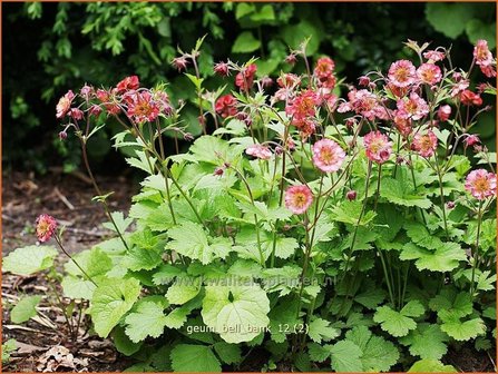 Geum &#039;Bell Bank&#039; | Nagelkruid