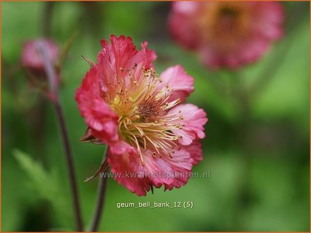 Geum &#039;Bell Bank&#039; | Nagelkruid