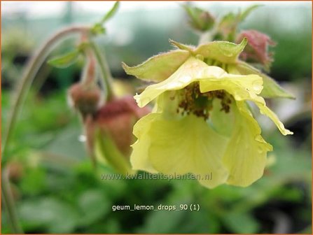 Geum 'Lemon Drops' | Nagelkruid, Knikkend nagelkruid