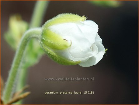 Geranium pratense &#039;Laura&#039; | Beemdooievaarsbek, Ooievaarsbek, Tuingeranium