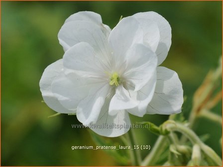 Geranium pratense &#039;Laura&#039; | Beemdooievaarsbek, Ooievaarsbek, Tuingeranium