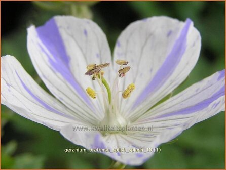 Geranium pratense &amp;#39;Splish Splash&amp;#39; | Beemdooievaarsbek, Ooievaarsbek, Tuingeranium | Wiesen-Storchschnabel