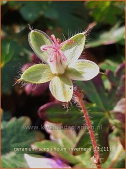 Geranium sanguineum &#039;Inverness&#039; | Ooievaarsbek