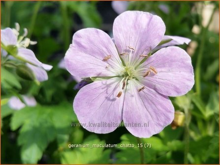 Geranium maculatum &#039;Chatto&#039; | Ooievaarsbek, Tuingeranium