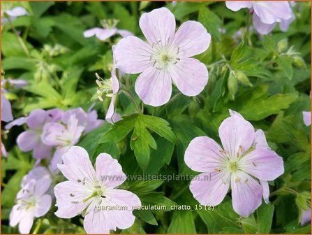 Geranium maculatum &#039;Chatto&#039; | Ooievaarsbek, Tuingeranium