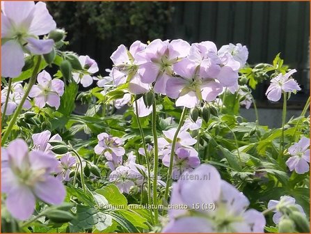 Geranium maculatum &#039;Chatto&#039; | Ooievaarsbek, Tuingeranium