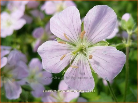 Geranium maculatum &#039;Chatto&#039; | Ooievaarsbek, Tuingeranium