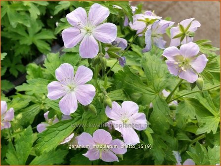 Geranium maculatum &#039;Chatto&#039; | Ooievaarsbek, Tuingeranium