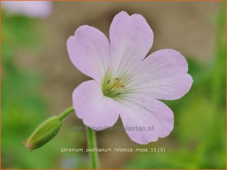 Geranium oxonianum &#039;Rebecca Moss&#039; | Ooievaarsbek, Tuingeranium