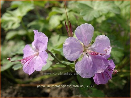 Geranium cantabrigiense &#039;Rosalina&#039; | Ooievaarsbek