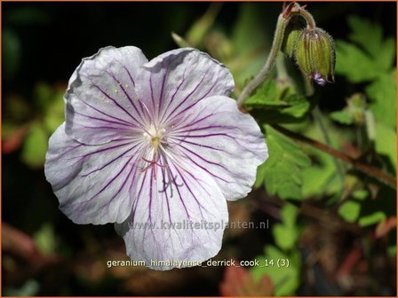 Geranium himalayense &#039;Derrick Cook&#039; | Ooievaarsbek, Tuingeranium | Himalaya-Storchschnabel