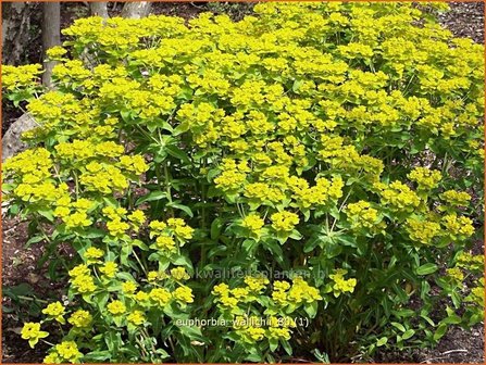 Euphorbia wallichii | Wolfsmelk | Wallichs Spurge