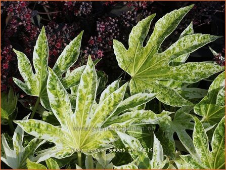 Fatsia japonica &#039;Spider&#039;s Web&#039; | Vingerplant | Zimmeraralie | Fatsi